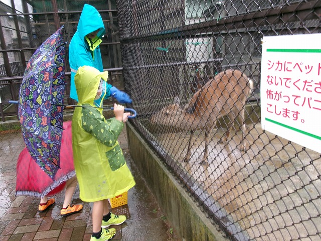 柵ごしに鹿と見つめ合っている児童の写真
