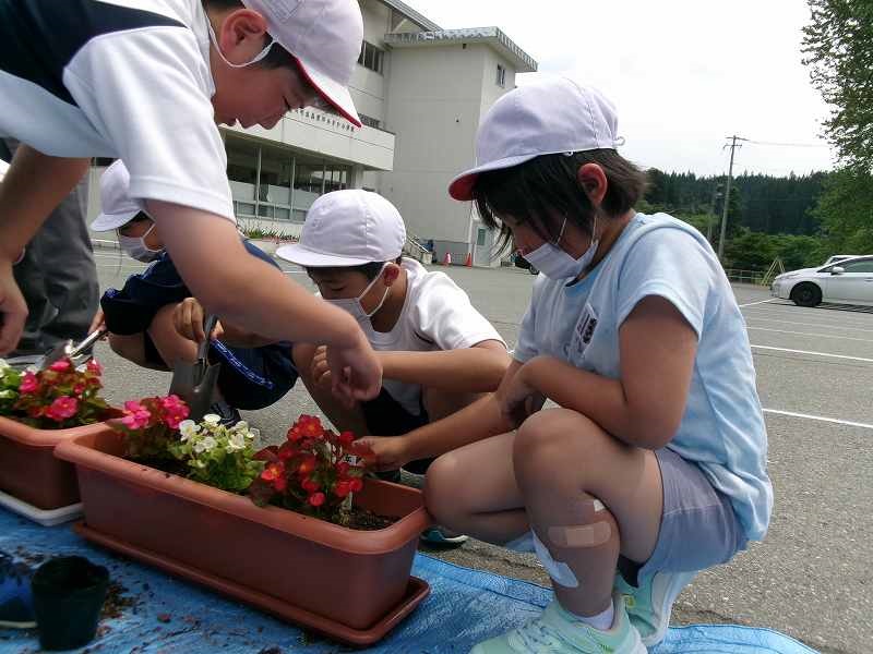 土の掘り返されたプランターにベゴニアの花の苗を植える生徒たちの写真