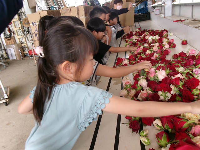 たくさん並べられた色とりどりのバラの花に手を伸ばす児童たちの写真