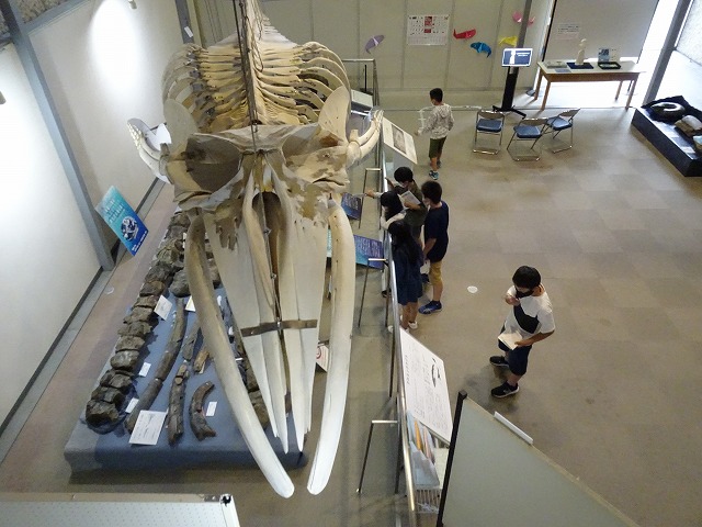 博物館で展示されているクジラの化石を興味津々に観察する児童たちの写真