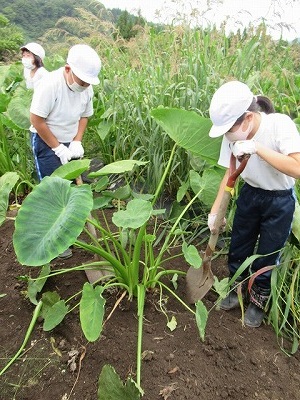 芋の茎の周りを左右に分かれて両方からスコップで掘る児童たちの写真