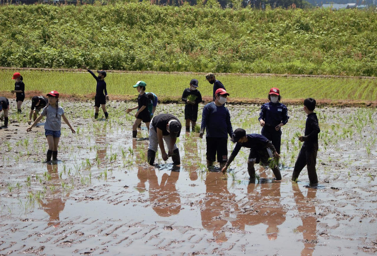 田んぼので帽子を被って田植えをしたり会話をしたりしている人々の写真