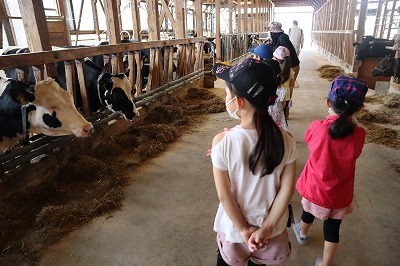 校外学習にて、秋山牧場で飼育されている乳牛の見学をする、1年生の児童達の様子を写した写真