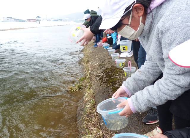 バケツに入った稚魚を川に放流している子供たちの写真