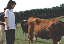 放牧された牛を眺める女性の写真