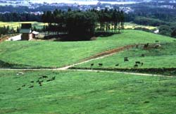 牧場に放牧されている牛たちの写真