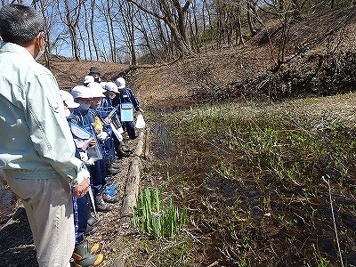 晴天の中村湿原の、雪解けにより沼地になっている場所で、ガイドの男性の説明を聞きながらミズバショウの観察を行っている、白い帽子に青いジャージ姿の3年生の児童達の様子を写した写真