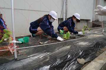 勘次郎胡瓜と黒五葉豆を植える生徒たちの写真
