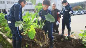 根と葉の付いたままの甚五右ヱ門芋を運ぶ男子児童の写真
