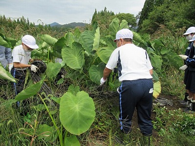 芋の大きな葉の間に入って作業する農家の方たちと児童たちの写真