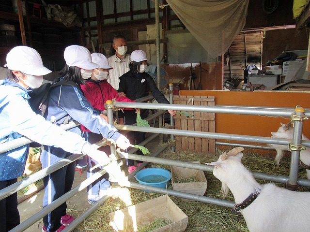 小屋の中でヤギに餌を与える児童たちの写真