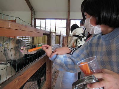 細く切った人参を馬に与える女子児童の写真