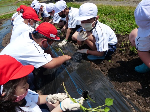 畑に野菜の苗を植える児童たちの写真