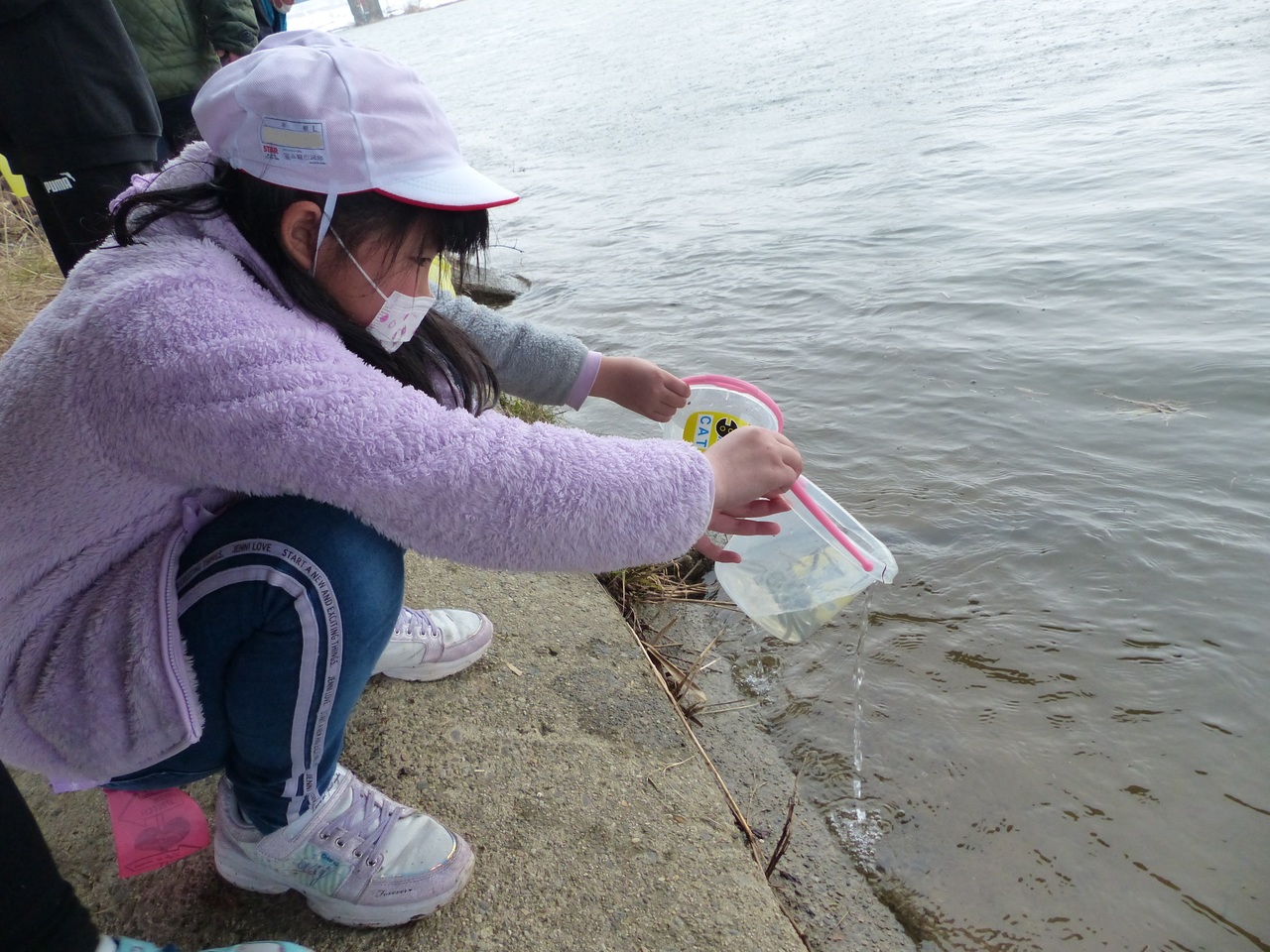 バケツから鮭の稚魚を川に放流している女子児童の写真