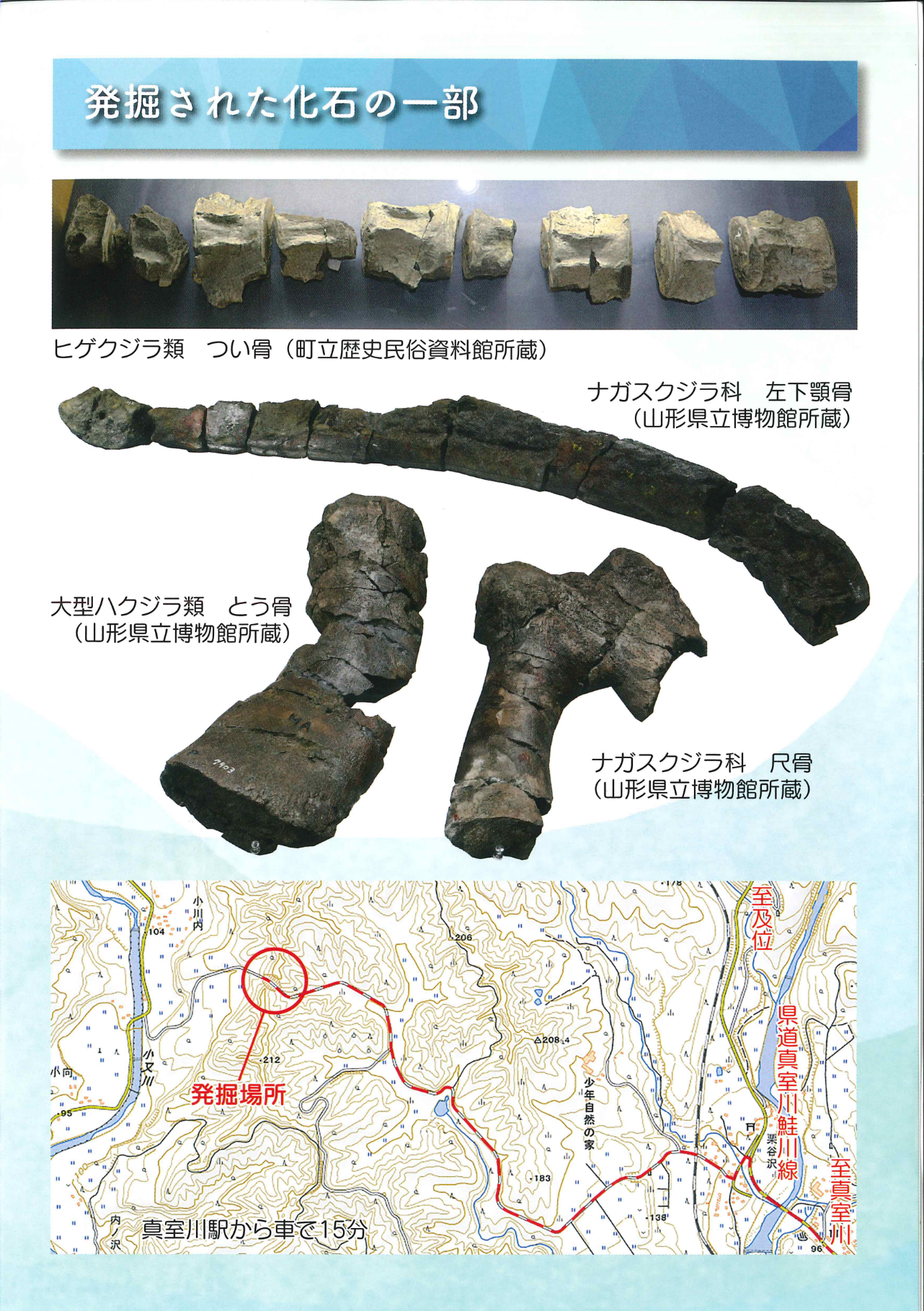 マムロガワクジラのふるさと～太古の化石ロマン～パンフレットの3ページ目のスキャン画像