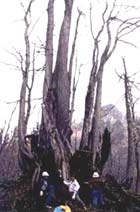 男甑山の南側中腹にそびえ立つ幹回りが約20メートルの巨大カツラの写真
