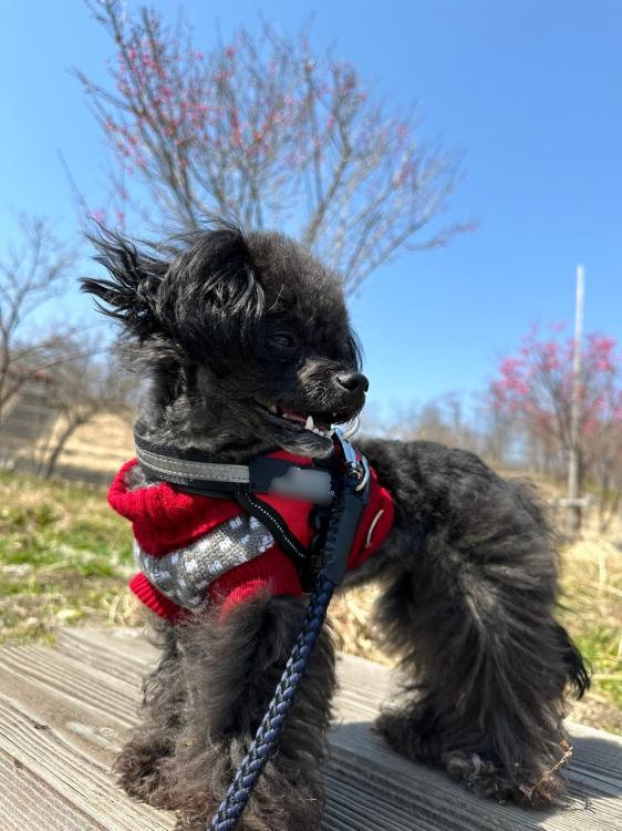 愛犬in真室川公園