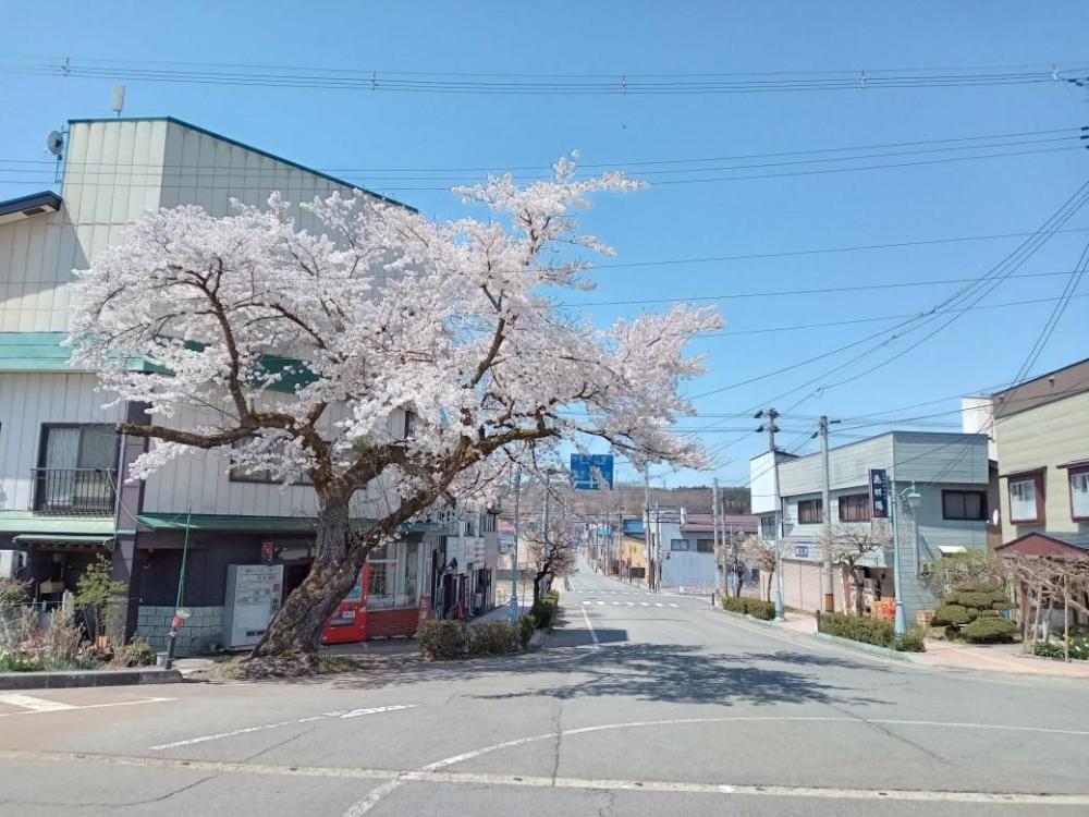 真室川駅前の桜