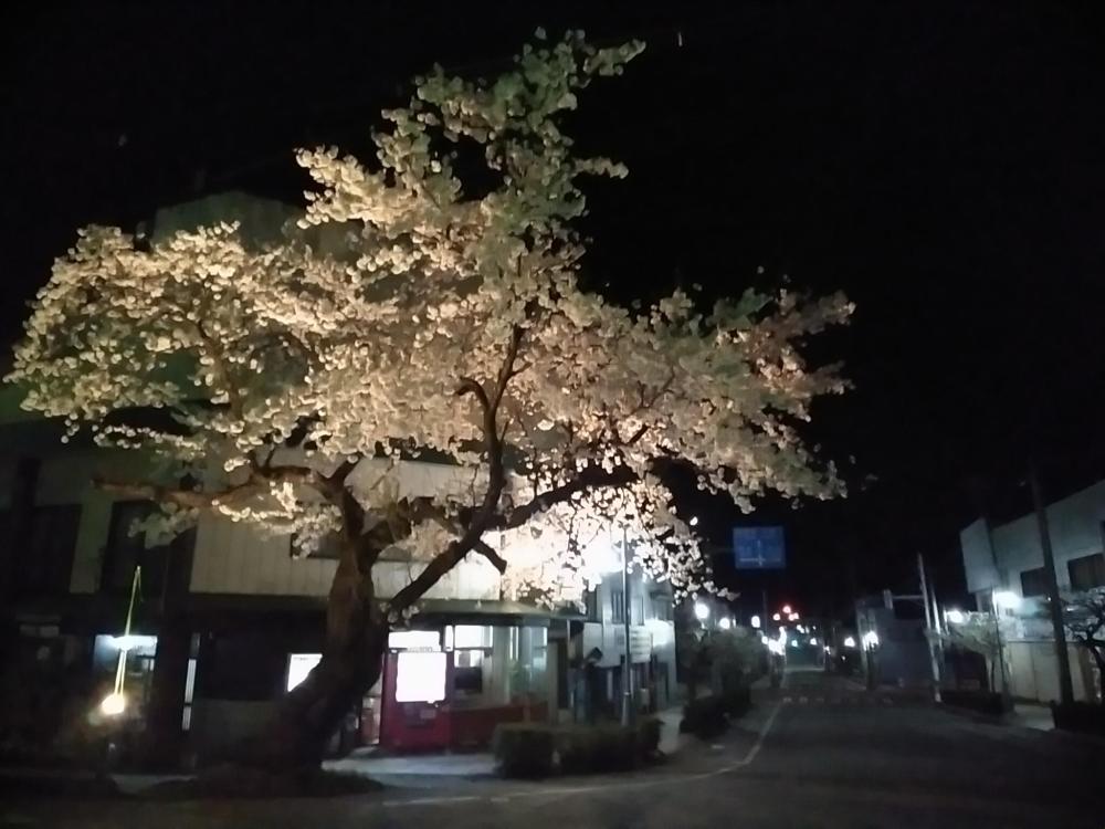 真室川駅前の桜(ライトアップ)