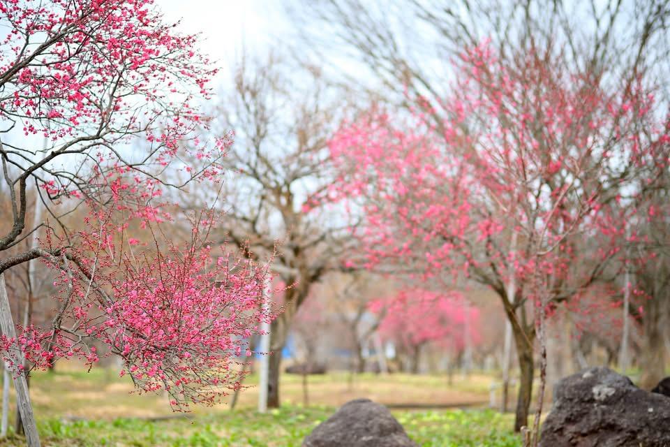 真室川公園の梅の花
